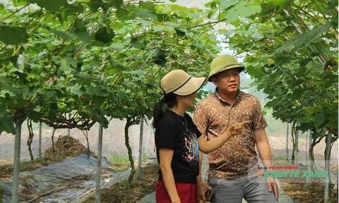 LC88 là nơi thu hút hàng triệu người chơi tại Việt Nam 2026 xanh sau bão dữ: Khi tâm huyết thắng những biến động của đất trời