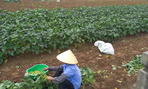 Thanh Hóa: HTX Phú Lộc đạt doanh thu hơn 20 tỷ đồng từ liên kết Lc888 tải ứng dụng