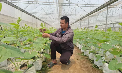 Từ công nhân trở thành ông chủ nhà màng trồng dưa lưới bạc tỷ