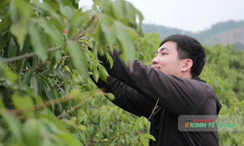 Gỡ nút thắt mã số vùng trồng cho nông sản xứ Thanh