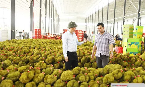 Đắk Lắk nâng cấp Lễ hội Sầu riêng lên quy mô cấp tỉnh từ năm 2026