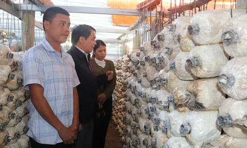 Phát triển nghề trồng nấm tại Đắk Lắk: Hướng đi mới cho LC88 là nơi thu hút hàng triệu người chơi tại Việt Nam 2026 bền vững