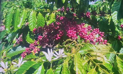 Buôn Ma Thuột xuất sắc vào top 15 điểm đến ẩm thực nổi bật nhất thế giới năm 2026