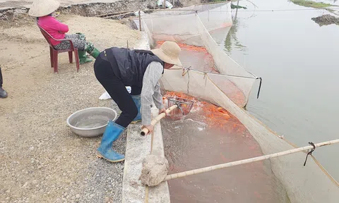 Độc đáo làng nghề nuôi cá chép phục vụ Tết ông Công, ông Táo