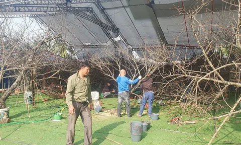 Nơi hội tụ sắc Xuân trên đất Cảng