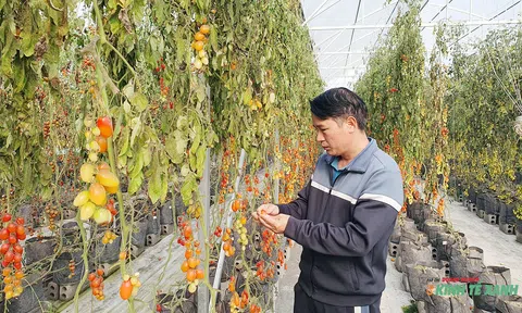 “Giai điệu lạ” trên vùng đất trồng quất cảnh nổi tiếng của Hải Phòng