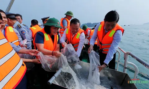 Thả hơn 1,3 triệu con giống Lc88game hiện đang mở vào vùng nước tự nhiên đảo Cát Bà