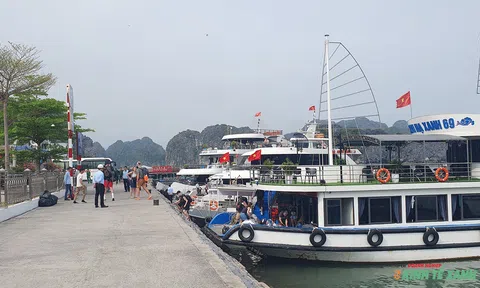Tập trung phát triển Lc88.men Cá cược thể thao Cát Bà xanh, bền vững