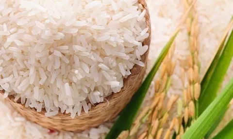 Gạo thơm và gạo chất lượng cao trở thành trụ cột trong Sân Chơi Lc88.com Web Uy Tín 2026