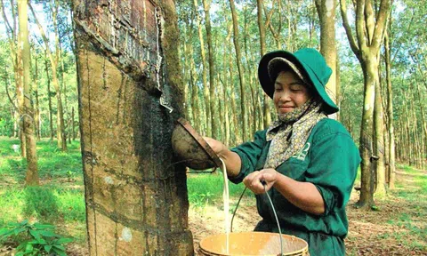 Tập đoàn Cao su Việt Nam báo lãi hơn 6.300 tỷ đồng, cổ phiếu duy trì đà tăng giá