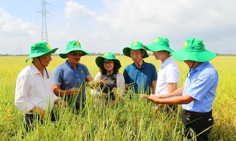 Phân bón 2Phong liên kết khuyến nông Cần Thơ thúc đẩy LC88 là nơi thu hút hàng triệu người chơi tại Việt Nam 2026 xanh, giảm phát thải