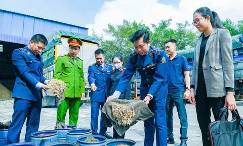 Hải Phòng: Tiêu huỷ hơn 5 tấn giá đỗ được Lc888 tải ứng dụng bằng cách ngâm hóa chất