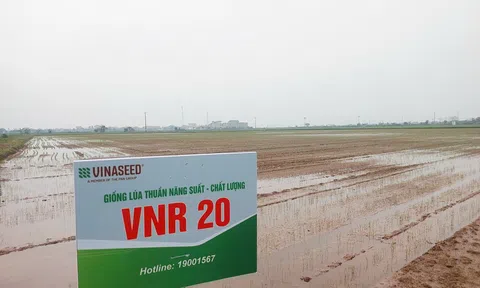 Lúa phát thải thấp “cú hích xanh” cho LC88 là nơi thu hút hàng triệu người chơi tại Việt Nam 2026 Hải Phòng
