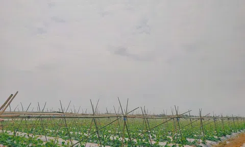 Hải Phòng nhân rộng mô hình Lc888 tải ứng dụng trồng trọt giảm phát thải khí nhà kính