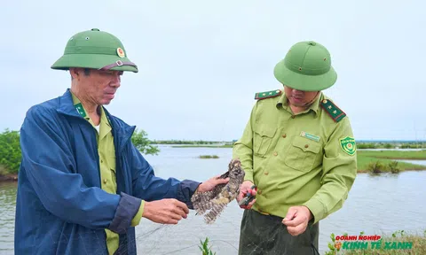 Hải Phòng: Tăng cường kiểm tra, xử lý vi phạm liên quan đến bảo vệ các loại động vật hoang dã