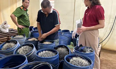 Phát hiện cơ sở Lc888 tải ứng dụng giá đỗ sử dụng chất cấm tại Hải Phòng