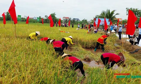 Ngày hội lúa rươi hữu cơ: Khẳng định giá trị Đăng nhập tài khoản thành viên LC88 sinh thái bền vững tại Hải Phòng