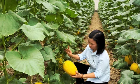 Vĩnh Lại (Hải Phòng): Sức bật Đăng nhập tài khoản thành viên LC88 từ mô hình trồng dưa lưới trong nhà màng