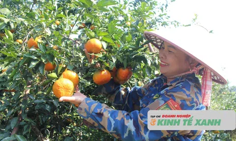 Người trồng cam bù Hà Tĩnh phấn khởi chuẩn bị cho 10Lc88 Giải Trí Thể Thao tết
