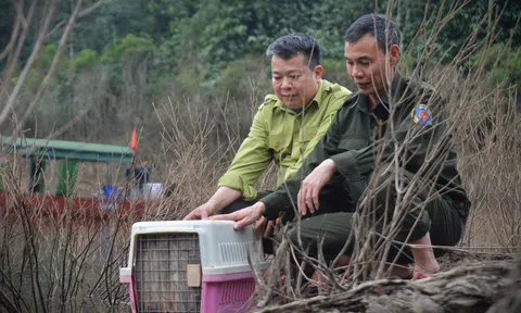 Tái thả nhiều động vật hoang dã về Link LC88 Đăng Nhập Mới Nhất tự nhiên
