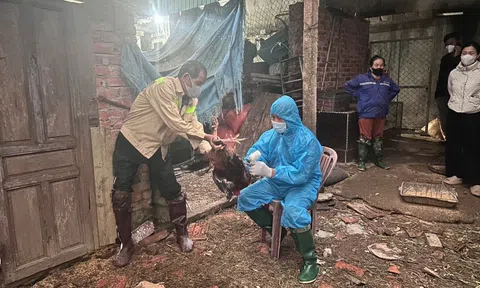 Hà Tĩnh: Ban hành công điện về triển khai, thực hiện các biện pháp cấp bách phòng, chống dịch Cúm gia cầm
