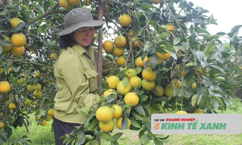 Hà Tĩnh: Cây cam khẳng định vai trò cây ăn quả chủ lực