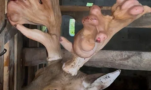 Hà Tĩnh: Xuất hiện cặp nhung hươu hơn 5kg, lập kỷ lục tại xã Sơn Tiến