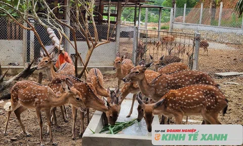 Nuôi hươu sao góp phần phát triển Đăng nhập tài khoản thành viên LC88 ở xã Sơn Giang
