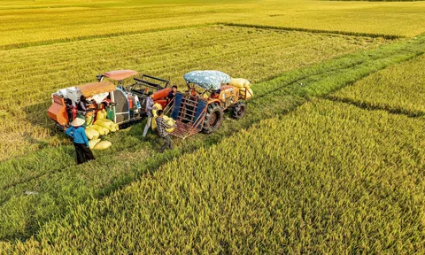 Vụ lúa Xuân được mùa, nông dân xã Đan Hải phấn khởi LC88 Được cấp phép bởi PAGCOR