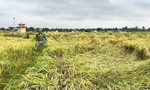 Hà Tĩnh: Nhiều diện tích lúa Xuân đang thời kỳ LC88 Được cấp phép bởi PAGCOR bị gãy đổ do mưa lớn