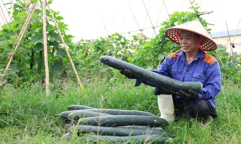 Tín hiệu vui từ mô hình trồng bí xanh hữu cơ tại xã Thạch Lạc