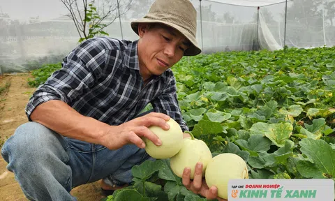 Bỏ cách trồng truyền thống, nông dân Hà Tĩnh làm dưa lê hữu cơ trong nhà lưới