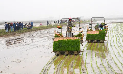 Hà Tĩnh: Hiệu quả từ mô hình ứng dụng mạ khay, máy cấy tại phường Trần Phú
