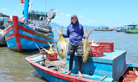 Hà Tĩnh: Ngư dân phường Hải Ninh trúng đậm mẻ cá vàng dương