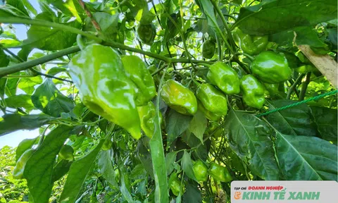 Ớt “siêu cay” Habanero mở hướng Lc888 tải ứng dụng mới tại xã Toàn Lưu