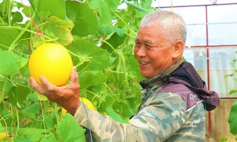 Hiệu quả của cây dưa lưới nhà màng ở xã Toàn Lưu