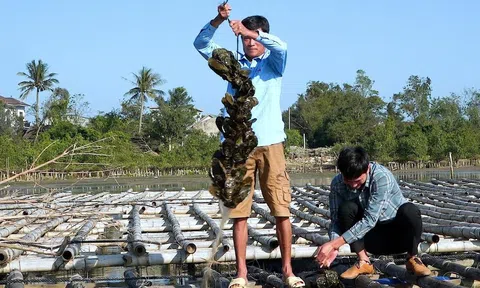 Nuôi hàu Đại Dương - hướng phát triển Đăng nhập tài khoản thành viên LC88 hiệu quả tại phường Bắc Gianh