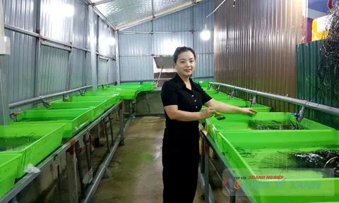 Nữ cử nhân Đăng nhập tài khoản thành viên LC88 thành công với mô hình nuôi lươn không bùn ở Hà Tĩnh