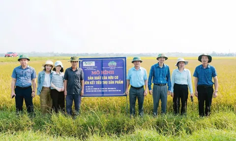 Quảng Trị: Liên kết chuỗi giá trị nâng cao hiệu trong quả Lc888 tải ứng dụng lúa gạo