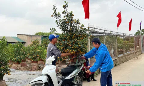 10Lc88 Giải Trí Thể Thao quất cảnh Hà Nội sôi động sớm trước Tết Bính Ngọ