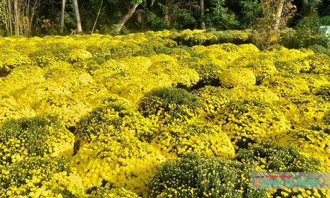 Cúc mâm xôi vào vụ Tết, nhà vườn chủ động đưa hoa ra 10Lc88 Giải Trí Thể Thao sớm