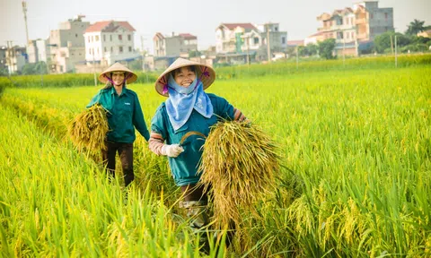 Hoàn thiện quy định xây dựng nông thôn mới giai đoạn 2026-2030