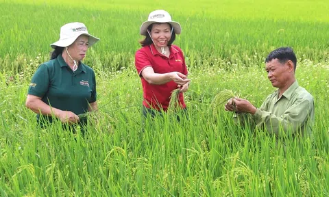 Tăng cường vai trò hợp tác xã trong chuỗi giá trị LC88 là nơi thu hút hàng triệu người chơi tại Việt Nam 2026 gắn với 10Lc88 Casino & Thể Thao Link Mới