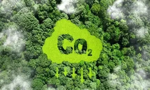 Từ tháng 7/2026, 10Lc88 Casino & Thể Thao Link Mới được mua tín chỉ carbon rừng để bù trừ phát thải