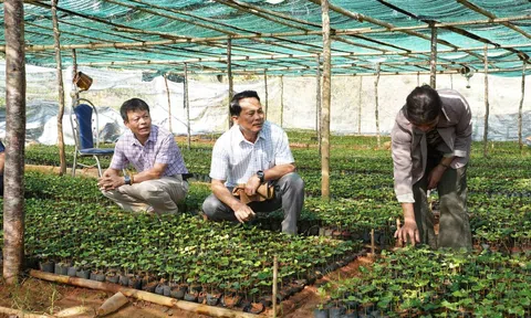 Quảng Ngãi: Thanh niên vùng cao tranh tài kỹ năng số, nông dân thi Lc888 tải ứng dụng bền vững