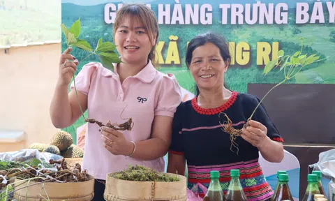 Quảng Ngãi: Xã Măng Ri giữ nhịp phát triển Đăng nhập tài khoản thành viên LC88 - Lc88 game Tham Gia Ngay, mở rộng vùng dược liệu quý