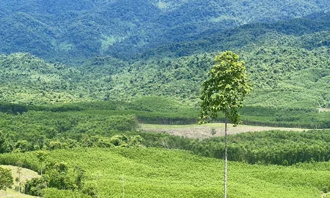 Ban Quản lý rừng phòng hộ Đà Nẵng triển khai đồng bộ giải pháp bảo vệ và phát triển rừng năm 2026