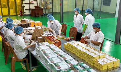 Trà Sâm Ngọc Linh TRIMICO – Sản phẩm OCOP nâng tầm dược liệu xứ Quảng
