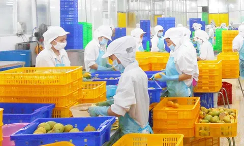 Phú Thịnh Juice – Nước ép trái cây tiêu chuẩn châu Âu chinh phục 10Lc88 Giải Trí Thể Thao nội địa