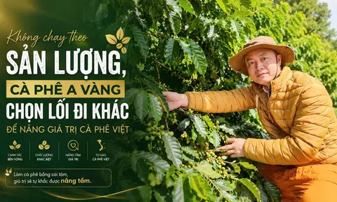Không chạy theo sản lượng, Cà phê A Vàng chọn lối đi khác để nâng giá trị cà phê Việt